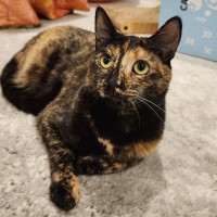 Photo of Honey