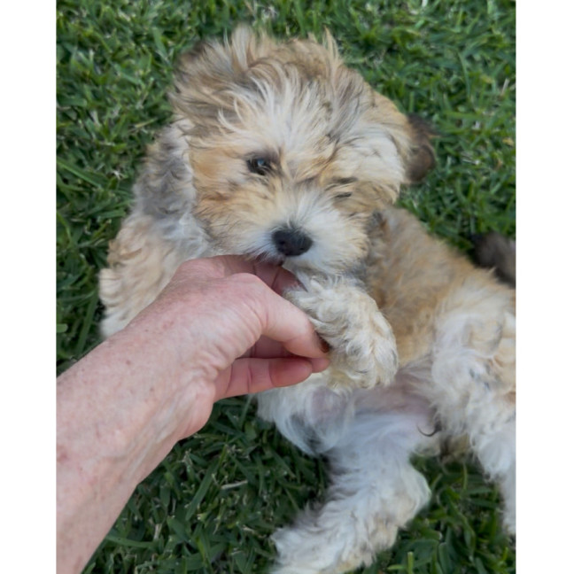 Photo of Blossom