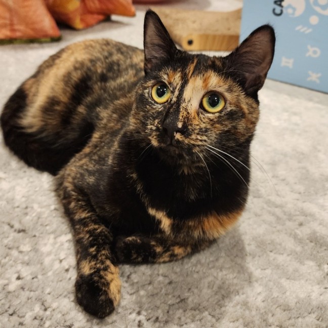 Photo of Honey