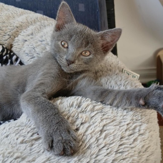 Photo of Mike Meet Me@Petstock Keysborough 