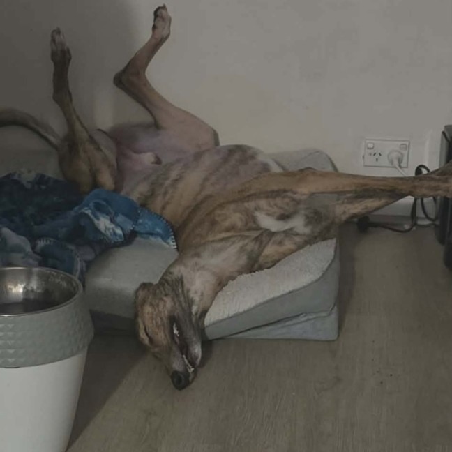 Photo of Stanley, The Greyhound
