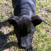 Photo of Louie ~ Staffy X Beagle Puppy