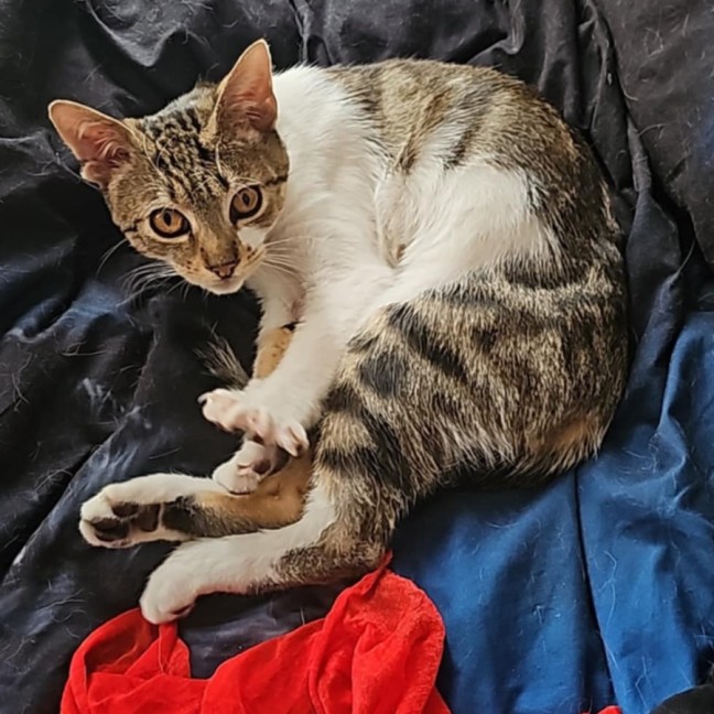 Photo of Lilo Barn/Farm Cat Looking For A Home 