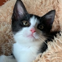 Photo of Pebbles 🥰🍒🥰