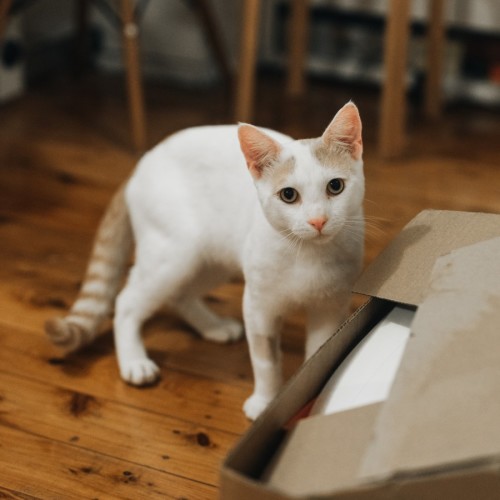 Swiss - Domestic Short Hair (DSH) Cat