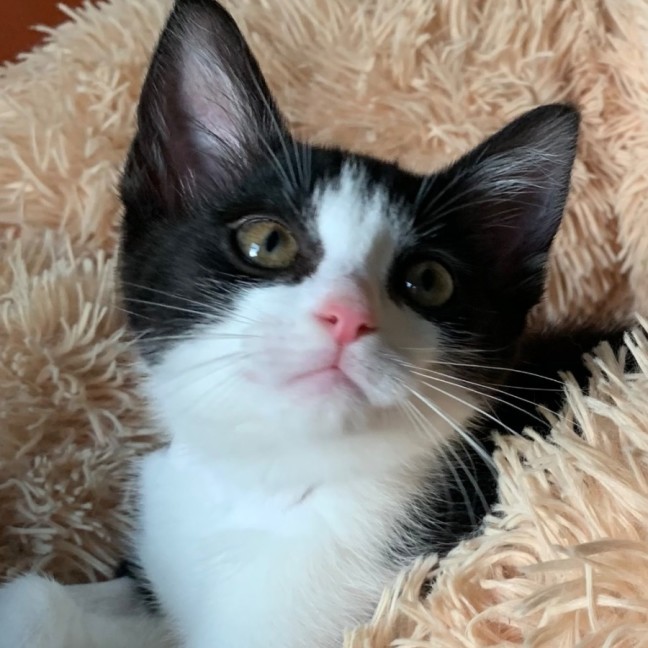 Photo of Pebbles 🥰🍒🥰