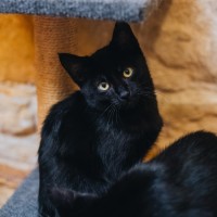 Photo of Parsley