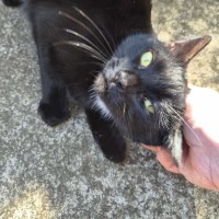 Photo of Sweet Dee   Located In Melton