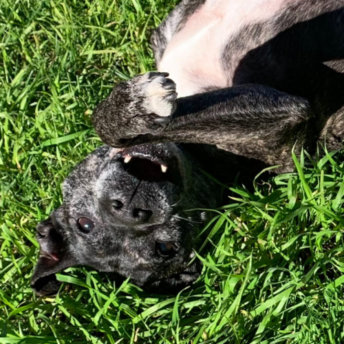Marley Spoon - Staffordshire Bull Terrier Dog