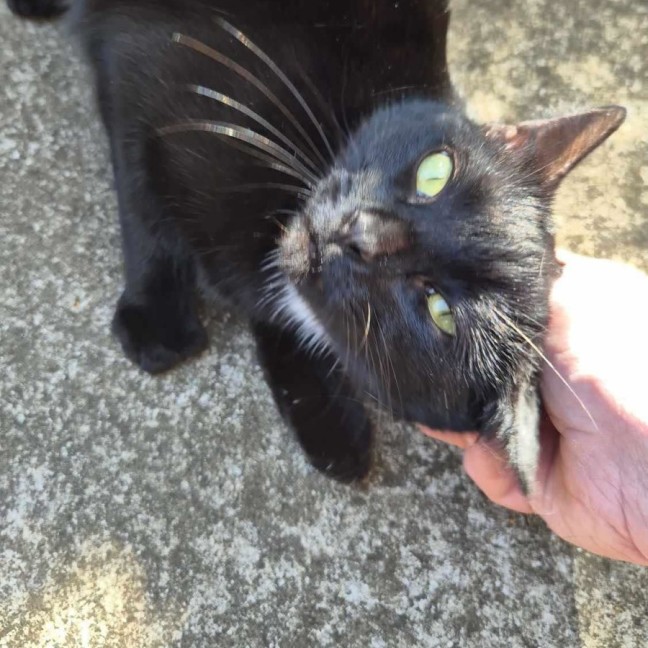 Photo of Sweet Dee   Located In Melton