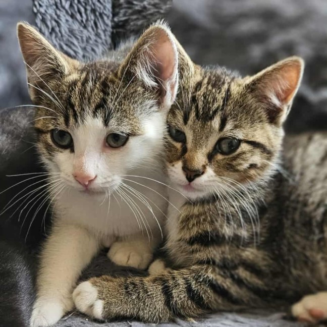 Photo of Whiskey * 9 Lives Project Rescue*