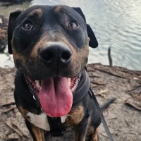 Photo of Buddy