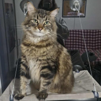 Photo of Bob Dylan 🎸