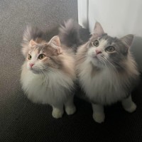 Photo of Mochi & Duman