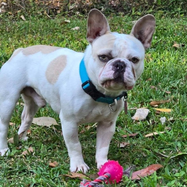 Photo of Rocky