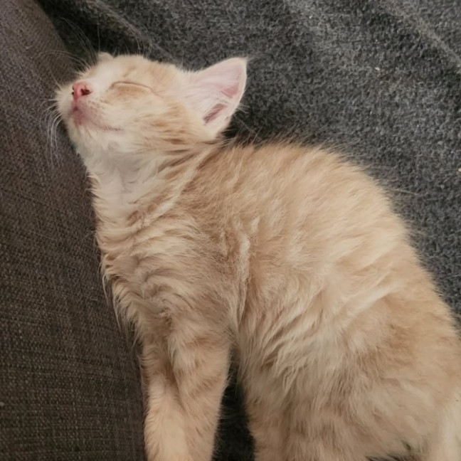 Photo of Svinya & Bubbles