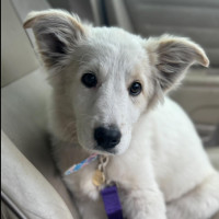 Photo of Figaro
