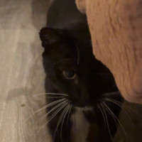 Photo of Diesel