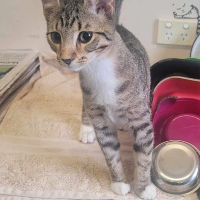 Photo of Slinky