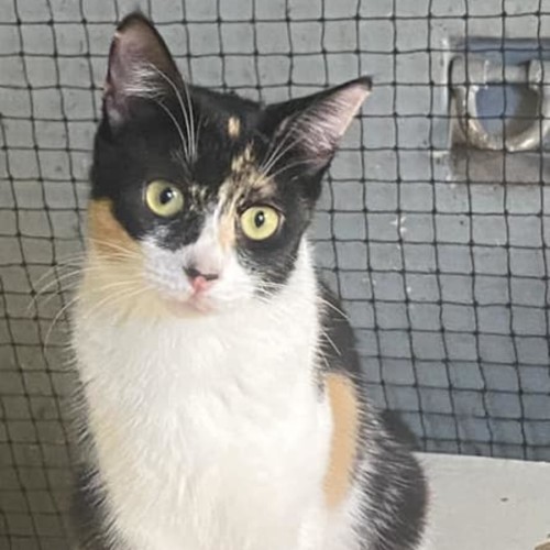 Sinnamon - Domestic Short Hair (DSH) Cat