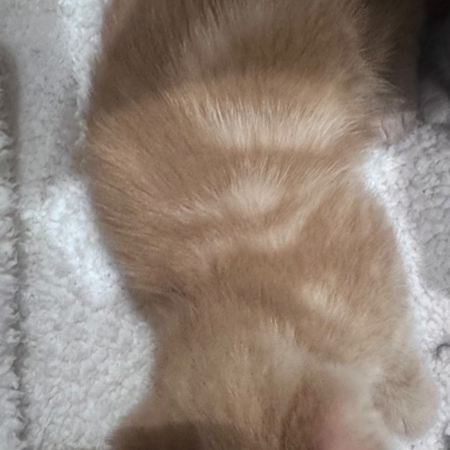 Photo of Carrot