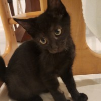 Photo of Slinky