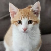 Photo of Toliver ^^Dandy Cat Rescue^^