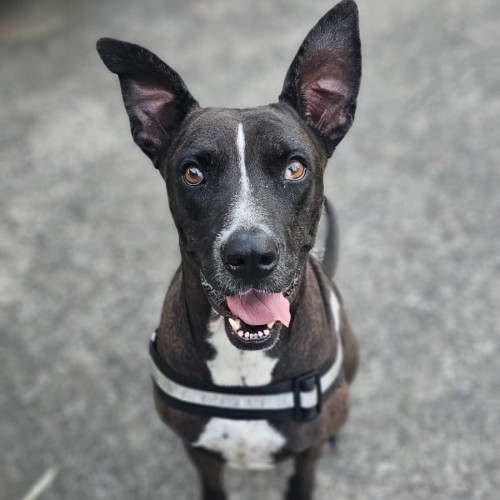 Bella - Catahoula Leopard Dog