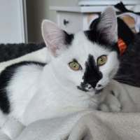 Photo of Sokka   Meet Me @ Petstock Prahran 16 May