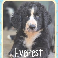 Photo of Everest