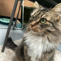 Photo of Maple ** 2nd Chance Cat Rescue **