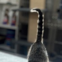 Photo of Mazda (8923)