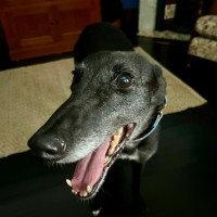 Photo of Jenny, They Greyhound