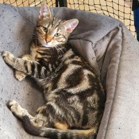 Photo of Finnick ** 2nd Chance Cat Rescue **