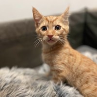 Photo of Ginge