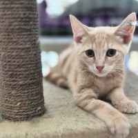 Photo of Bombora ** 2nd Chance Cat Rescue**