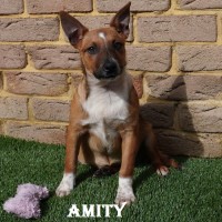 Photo of Amity