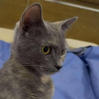 Photo of Penny