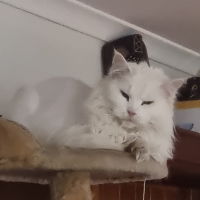 Photo of Isla