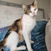Photo of Primrose (Located In Wantirna South)