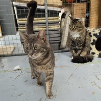 Photo of Bernie The 2nd **2nd Chance Cat Rescue**