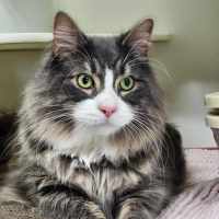 Photo of 🐯 Maximus 5389 🐯