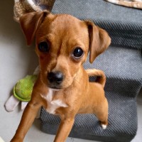 Photo of Coco