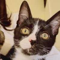 Photo of Turbo