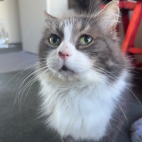 Photo of Mr Fluffaluffagus