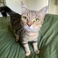 Photo of Almond