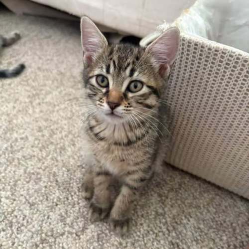 Malachite - Domestic Short Hair (DSH) Cat