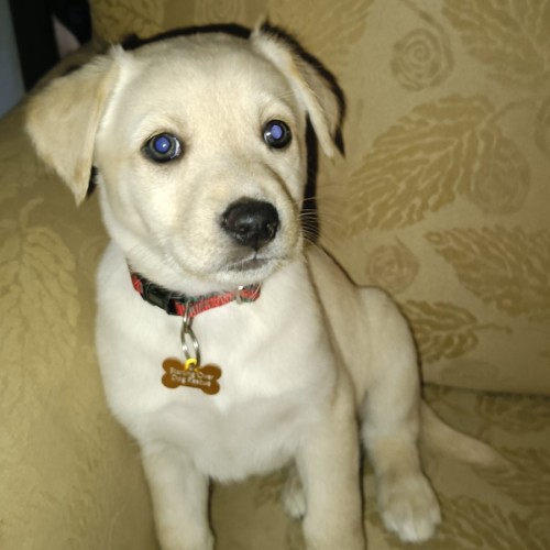 Zibblet - Border Collie x Australian Kelpie Dog