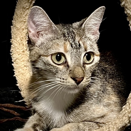 Tilly - Domestic Short Hair (DSH) Cat