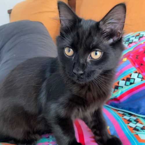 Onyx - Domestic Medium Hair (DMH) Cat